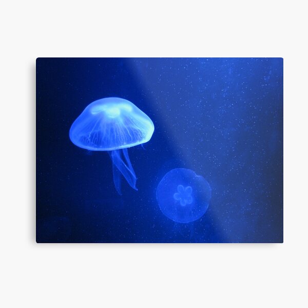 Blue Jellyfish Metal Print