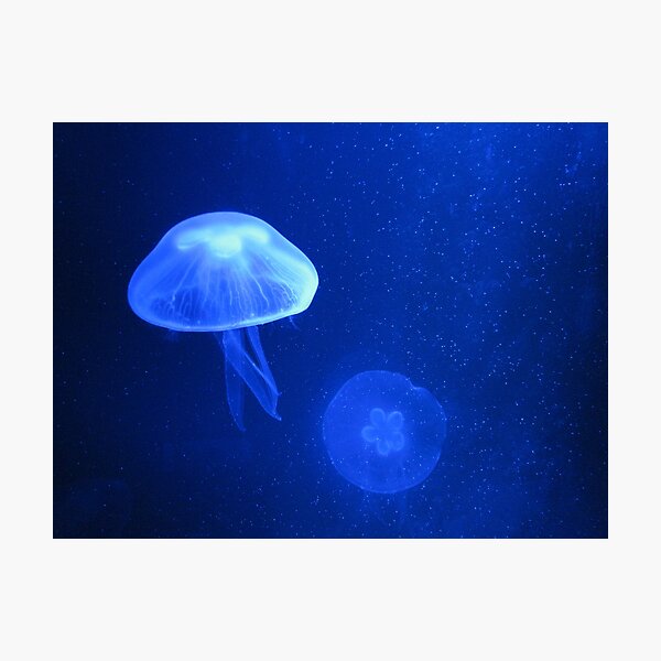 Blue Jellyfish Photographic Print