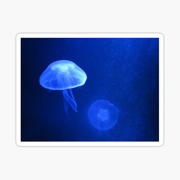 Blue Jellyfish Sticker
