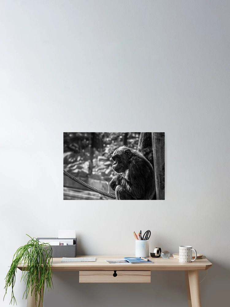 Thumbnail 2 of 3, Poster, Contemplating designed and sold by Ruth Goldsack.