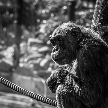 Artwork thumbnail, Contemplating by Ruth Goldsack