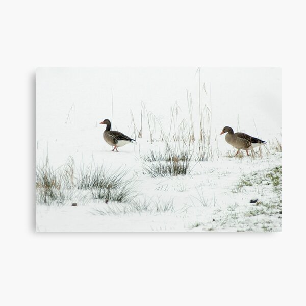 Into the white, wide world Canvas Print