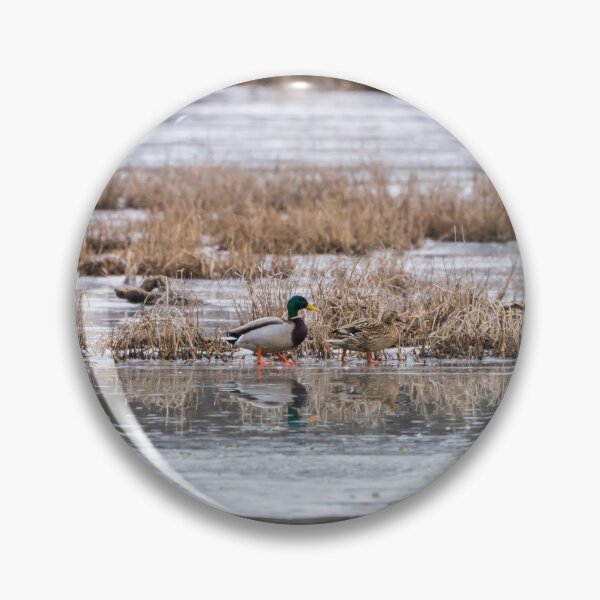 Item preview, Mallard Frozen Walk designed and sold by mljdwhite.