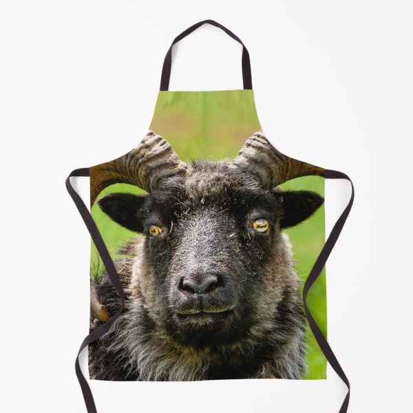 Item preview, North Ronaldsay Ram designed and sold by Dalyndigital Photography.