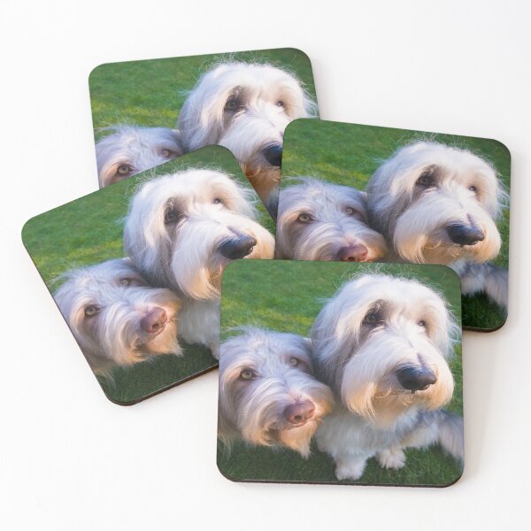 Item preview, Bailey y Skye, los collies barbudos designed and sold by Paul Thompson Photography.