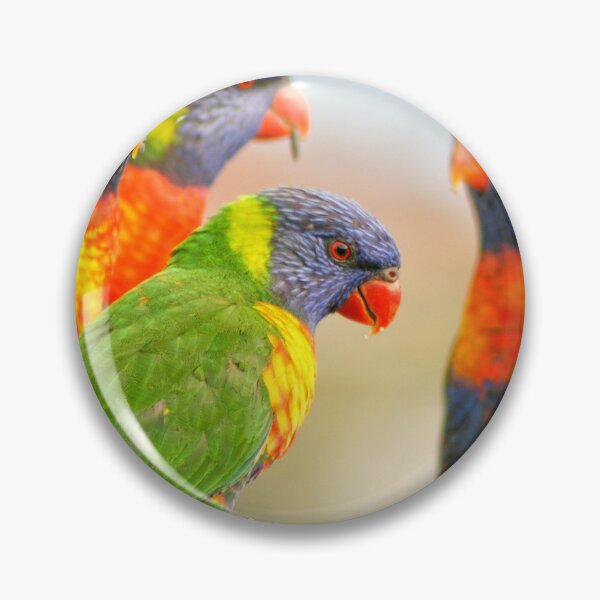Item preview, Lorikeets feeding designed and sold by Aussiegall.