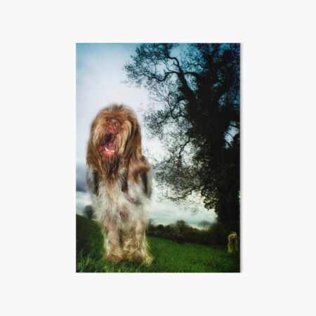 Chatty Spinone Art Board Print