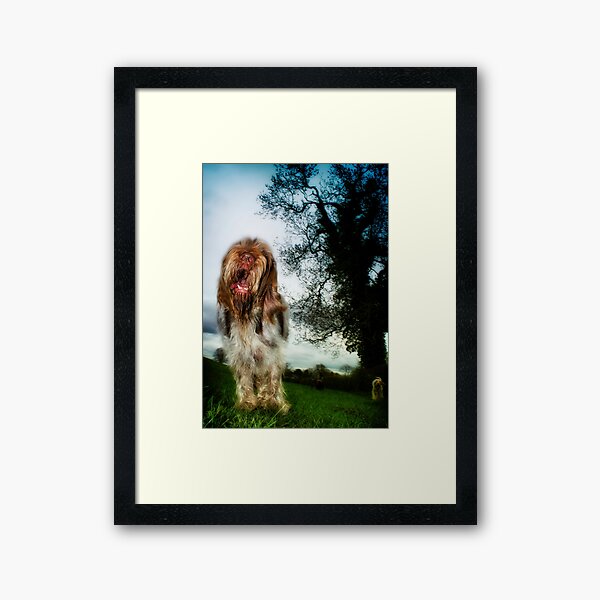 Chatty Spinone Framed Art Print