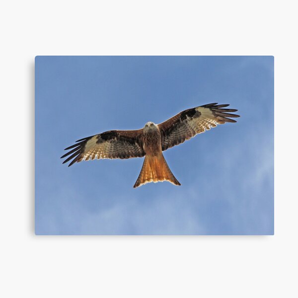 RED KITE Canvas Print