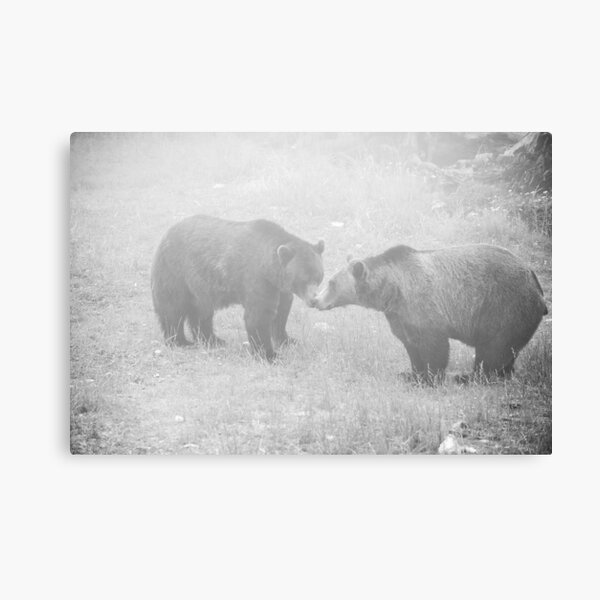 Fog's Kiss Canvas Print