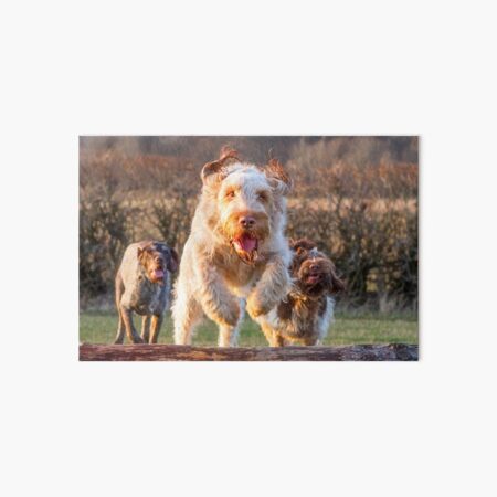 Joyful jumping a log Spinone Art Board Print
