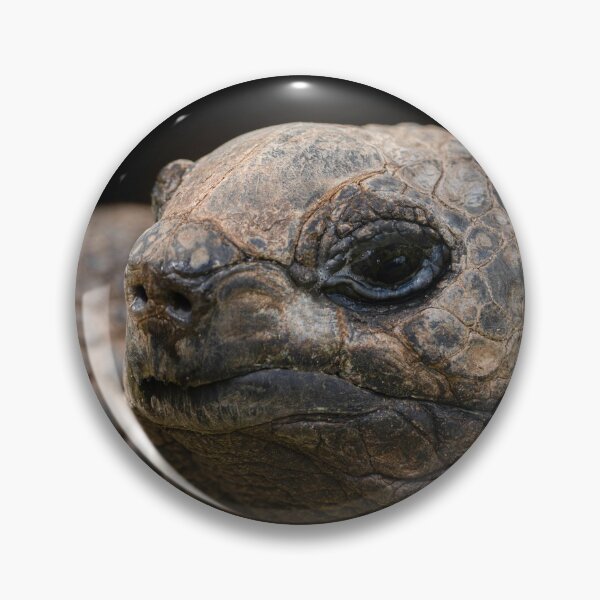 Item preview, Giant Aldabra Tortoise Close-Up designed and sold by rawshutterbug.