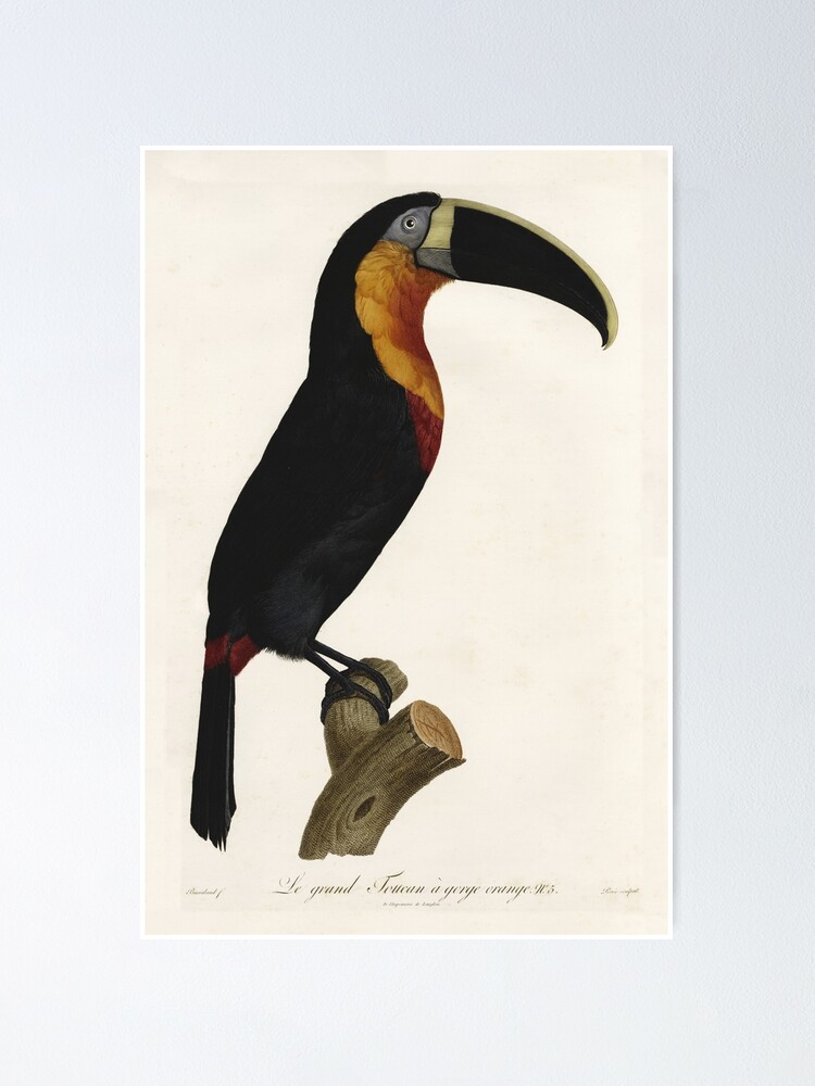 Vintage french bird illustration - Jacques Barraband - Le grand Toucan à  gorge orange Poster for Sale by Gardenlibrary