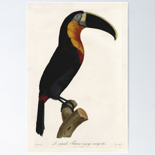 Item preview, Vintage french bird illustration - Jacques Barraband - Le grand Toucan à gorge orange designed and sold by Gardenlibrary.