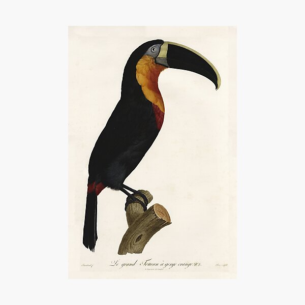Item preview, Vintage french bird illustration - Jacques Barraband - Le grand Toucan à gorge orange designed and sold by Gardenlibrary.
