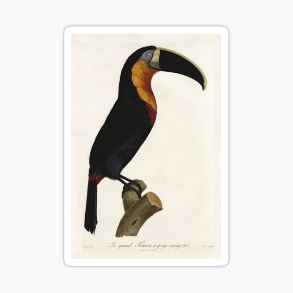Item preview, Vintage french bird illustration - Jacques Barraband - Le grand Toucan à gorge orange designed and sold by Gardenlibrary.