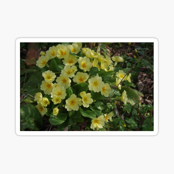 Primrose Cushion Sticker