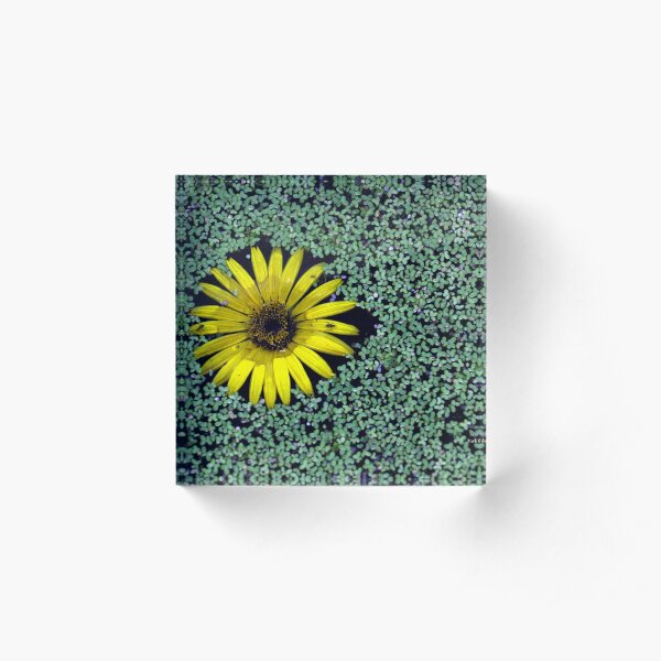 Yellow Flower in Duckweed with Three Little BUGS Acrylic Block