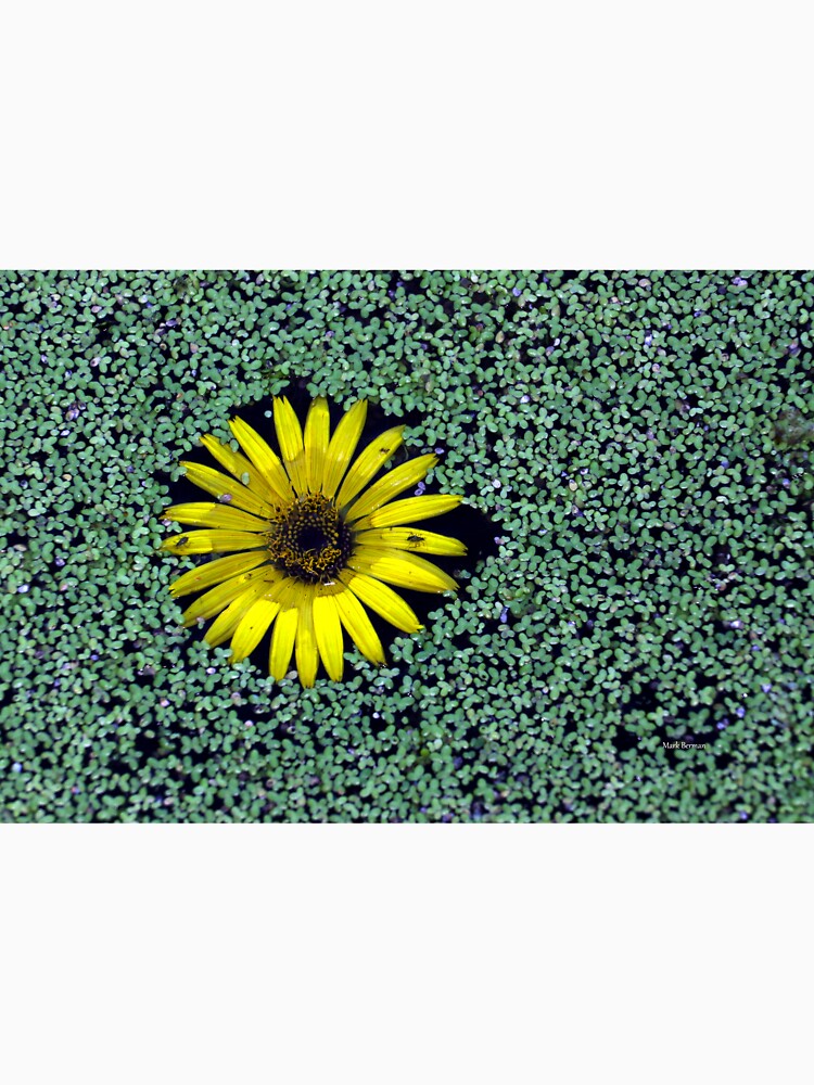 Yellow Flower in Duckweed with Three Little BUGS by mark-bugs-org