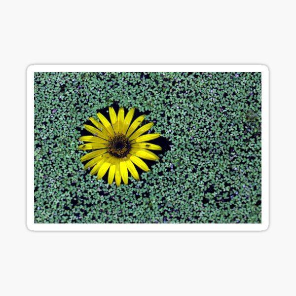 Yellow Flower in Duckweed with Three Little BUGS Sticker