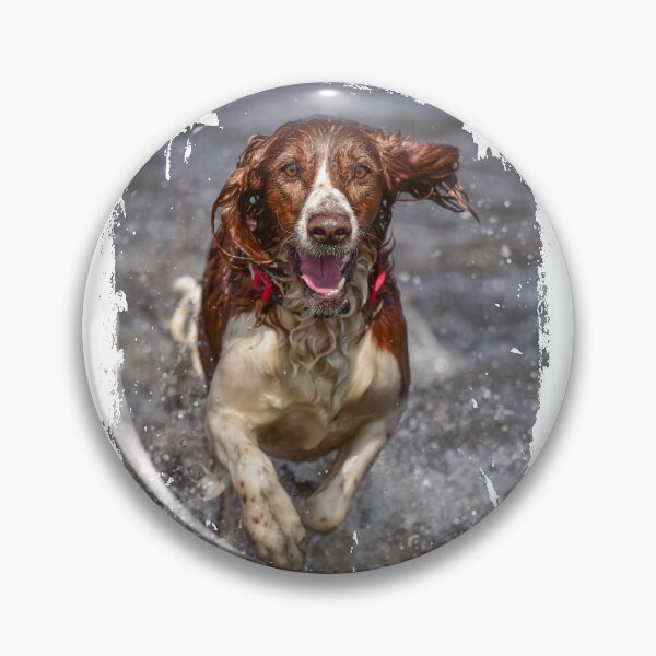 Item preview, Welsh Springer Spaniel photo designed and sold by bdws.