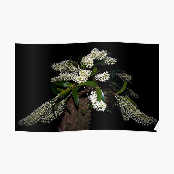 Night Orchid Magic Poster