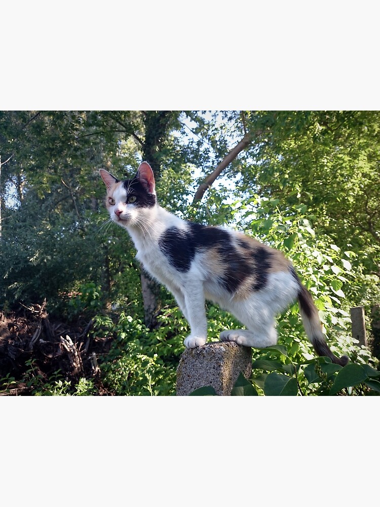 Katze Lagertha auf Wacht von Gourmetkater