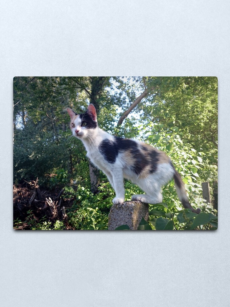 Alternative Ansicht von Katze Lagertha auf Wacht Metallbild
