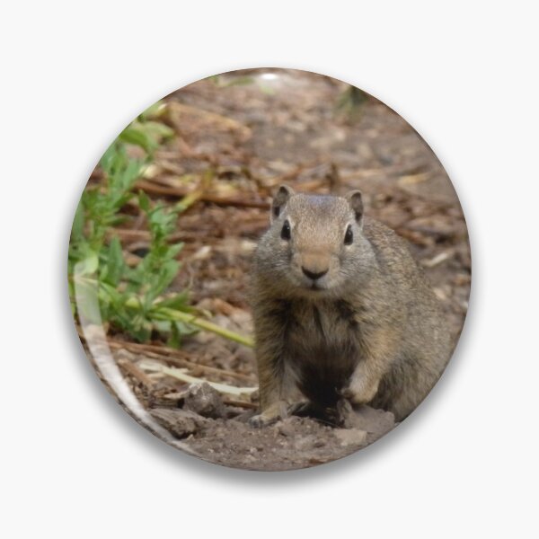 Artikelvorschau, Gopher posiert für ein Bild entworfen und verkauft von JaeandJ.