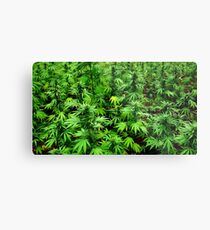 Marijuana (Weed) Metal Print