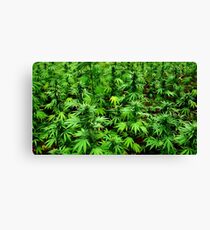 Marijuana (Weed) Canvas Print