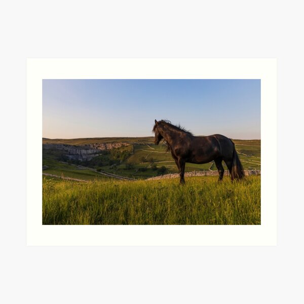 Dales Pony Art Print