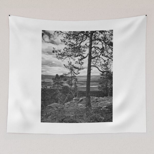 Item preview, The pines at the top of Aavasaksa 3 bw designed and sold by Jouko Lehto Photography.