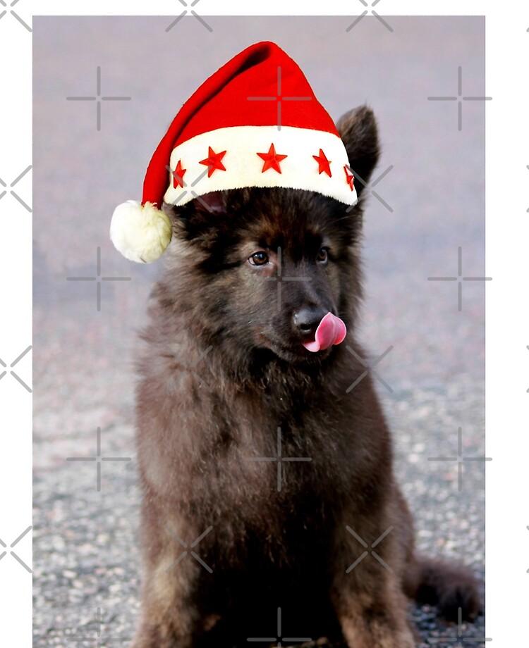 german shepherd hat