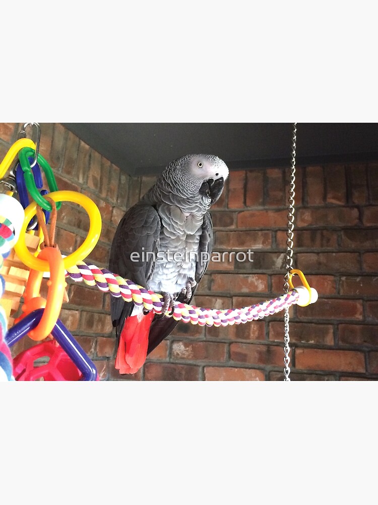 Einstein Parrot on the porch by einsteinparrot
