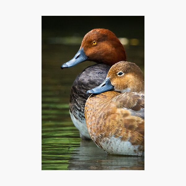 Redhead ducks Photographic Print