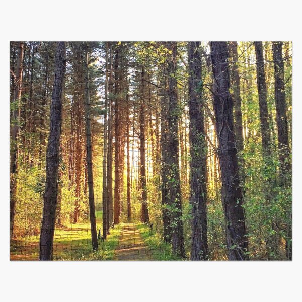 Blackbird Forest Sunrise Jigsaw Puzzle