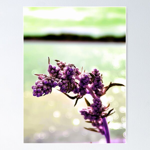 Item preview, Grass by water designed and sold by AlternativeHue.