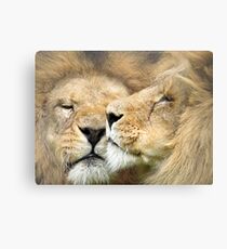 Cat Napping Canvas Print