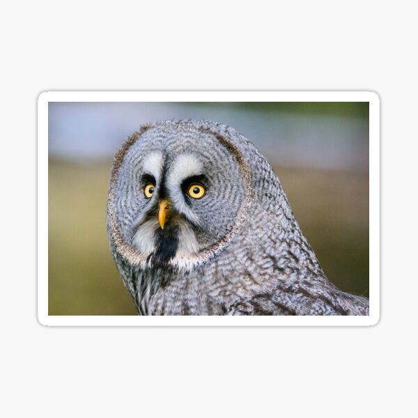 Great grey owl Sticker