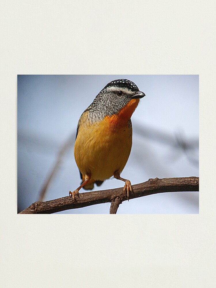 Alternate view of Spotted Pardalote Photographic Print