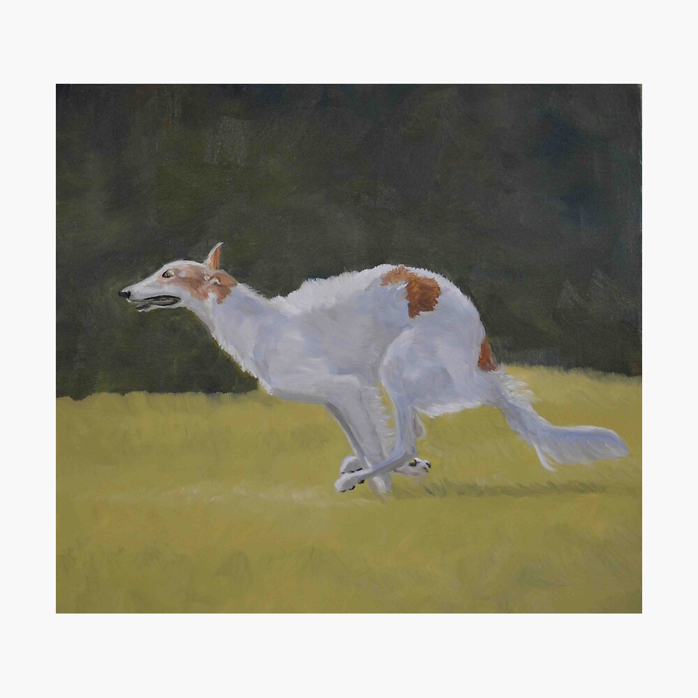 borzoi running