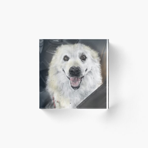 Happy Eskie Riding in a Car Acrylic Block