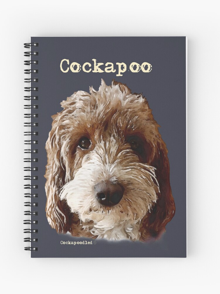 red and white cockapoo