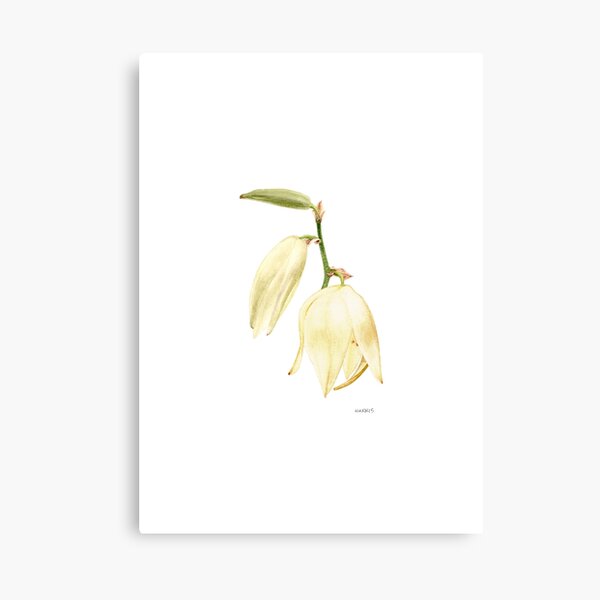 Yucca filamentosa Canvas Print