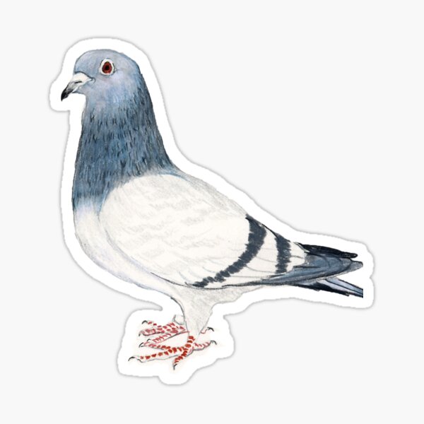 Pigeon Sticker