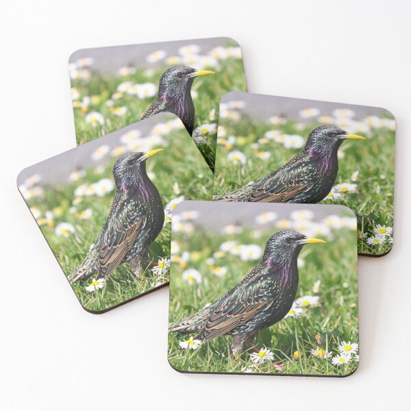 Item preview, Starling & daisies designed and sold by GreyFeatherPhot.