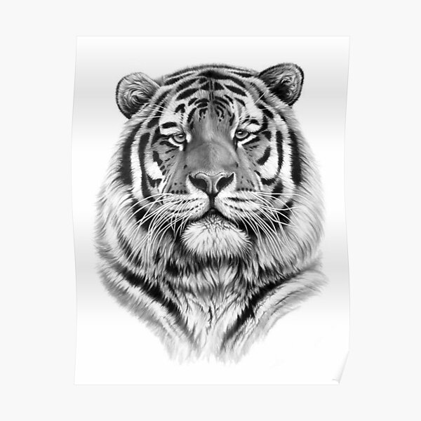 Póster «Colección Big Cats - Tigres y leones - Modelo 10» de  Coolstuff4you71 | Redbubble