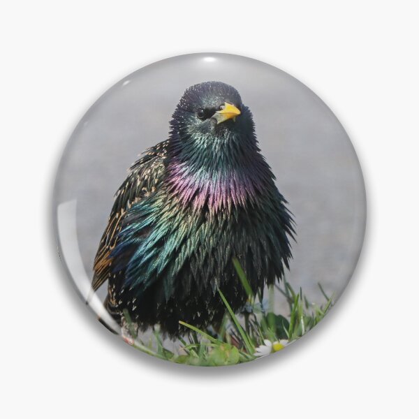 Artikelvorschau, Regenbogenfedern entworfen und verkauft von GreyFeatherPhot.