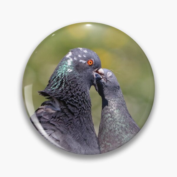 Item preview, Pigeon kiss designed and sold by GreyFeatherPhot.